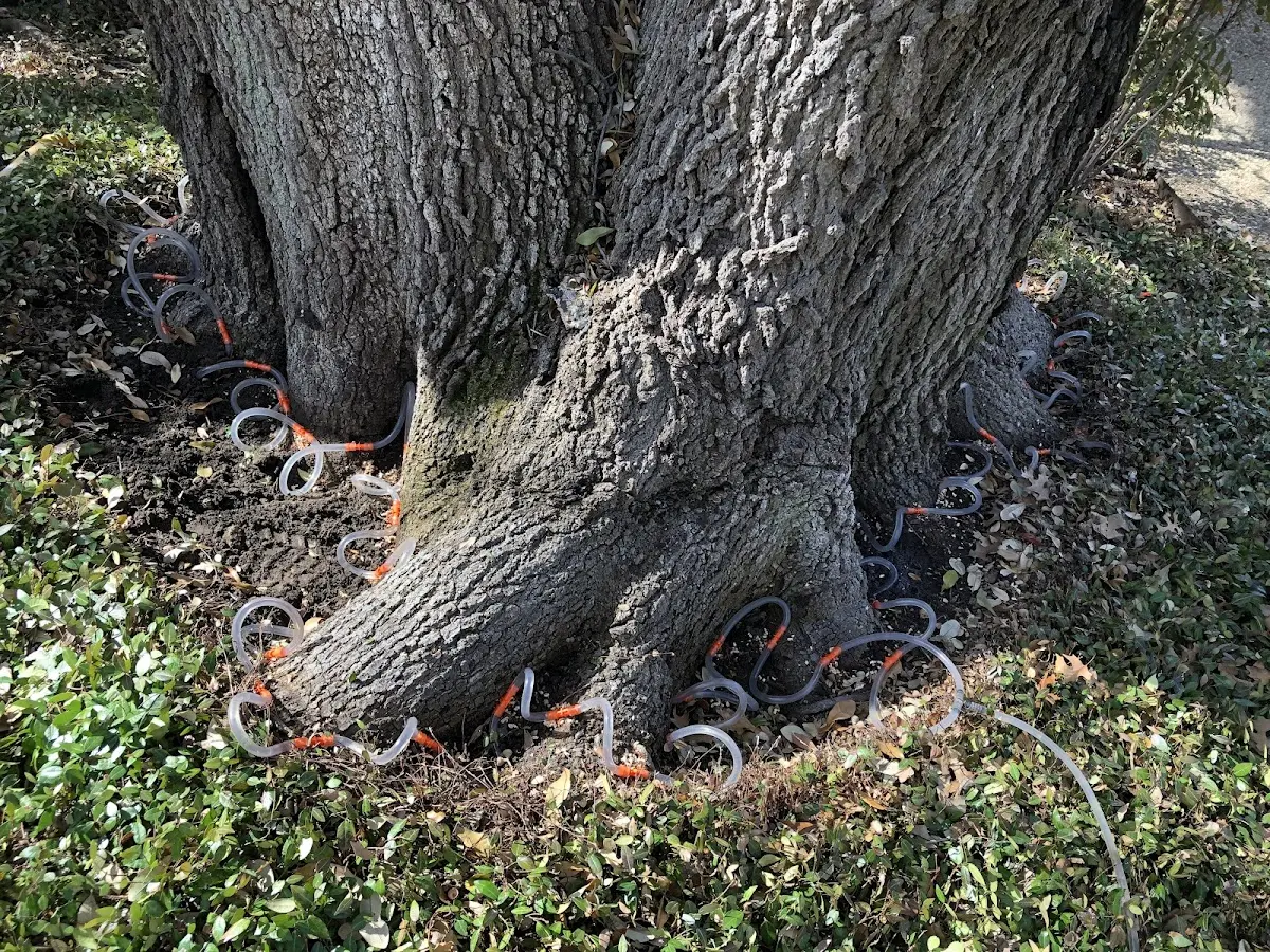 Detailed Tree Cabling and Bracing job site in Lake Luzerne