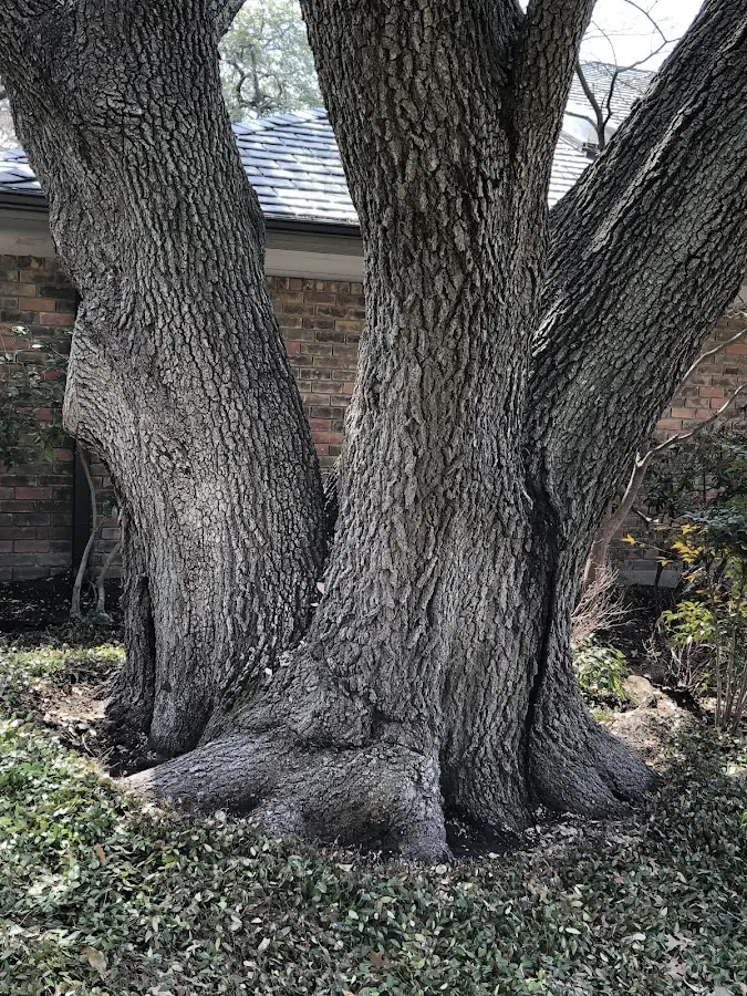Mature heritage tree close to a Lake Luzerne property cared for by certified arborists